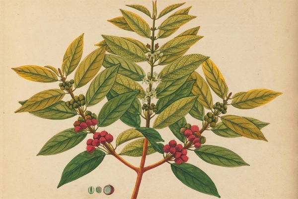 Illustration of Robusta Coffee