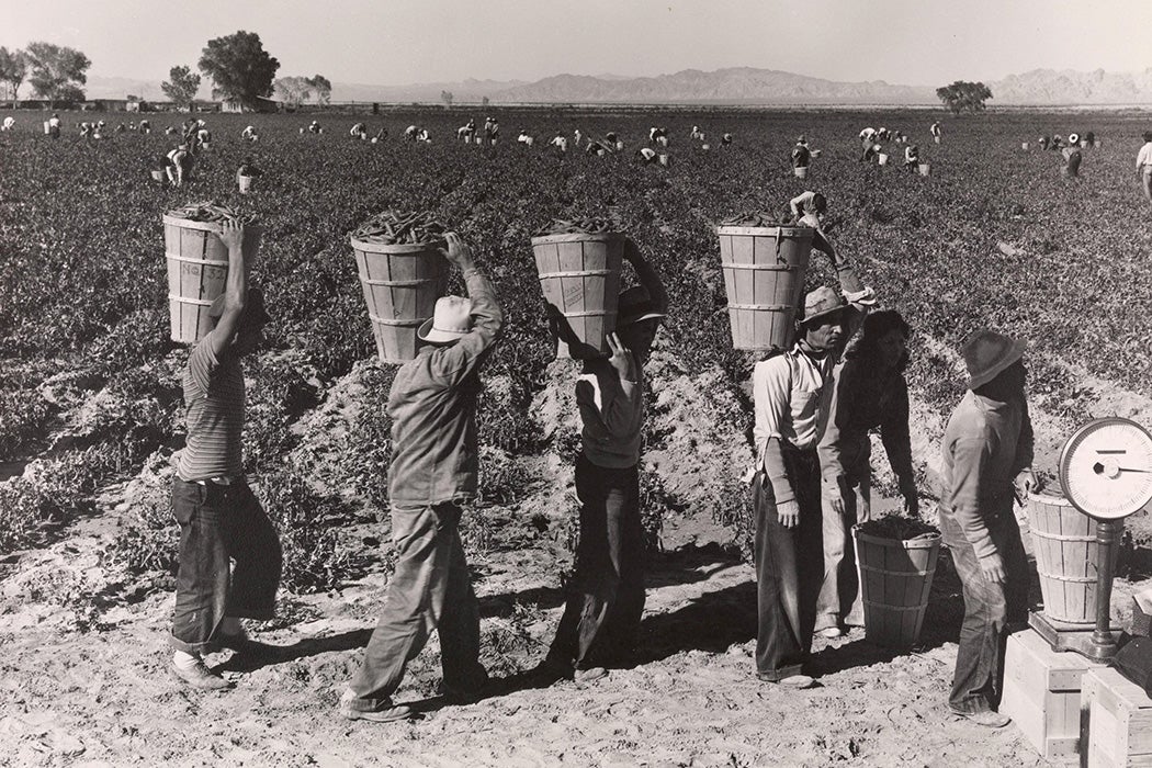 Pea Pickers Line Up on Edge of Field at Weigh Scale, near Calipatria, Imperial Valley, California by Dorothea Lange 