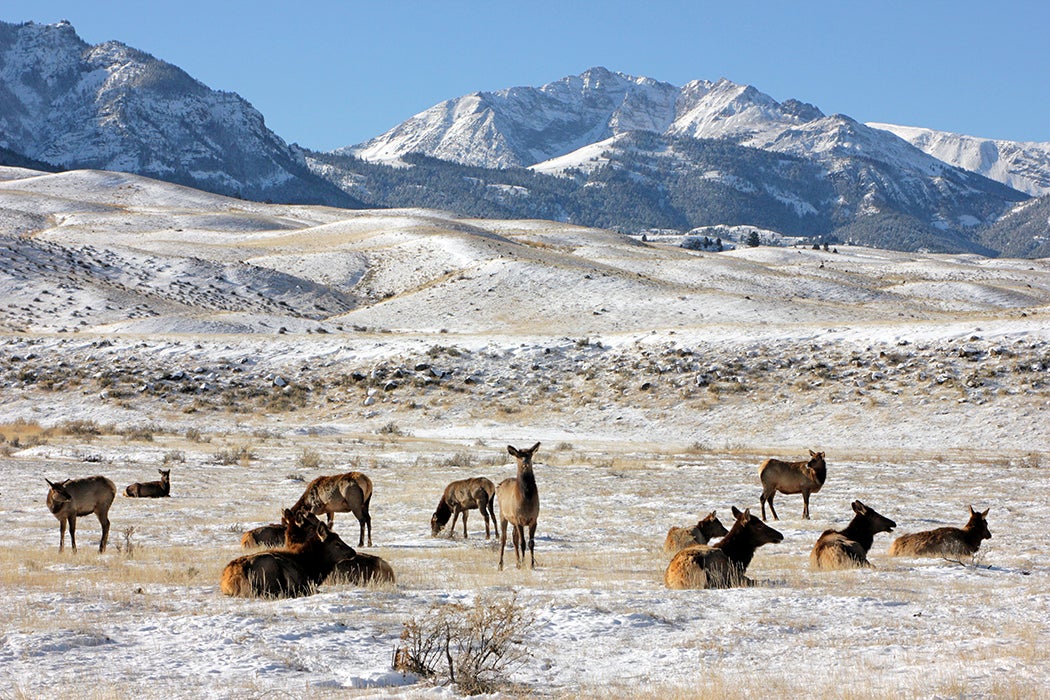 Cow elk just inside the North Entrance of Yellowstone National Park