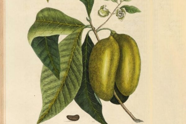 Illustration of a Pawpaw