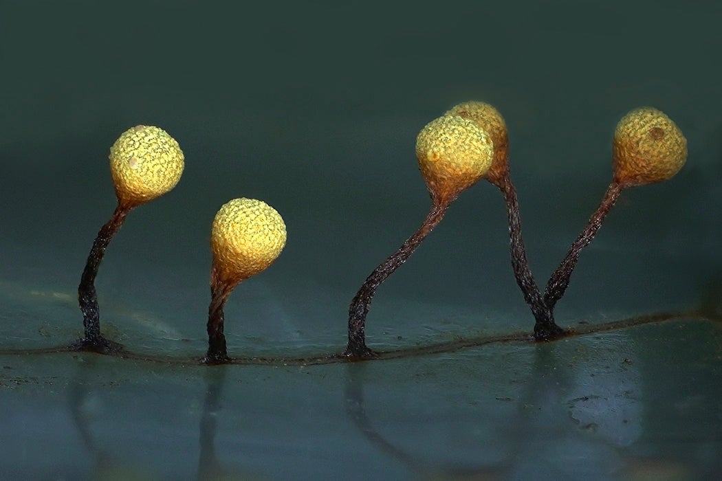 Tear-shaped fruit bodies of a slime mold Physarum oblatum