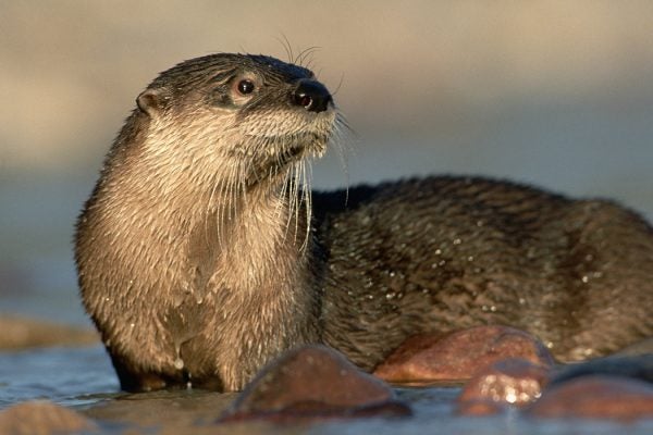 North American River Otter