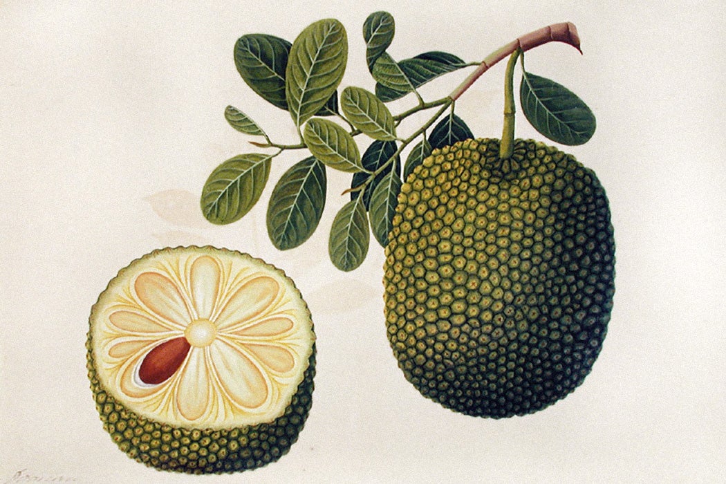 Artocarpus heterophyllus