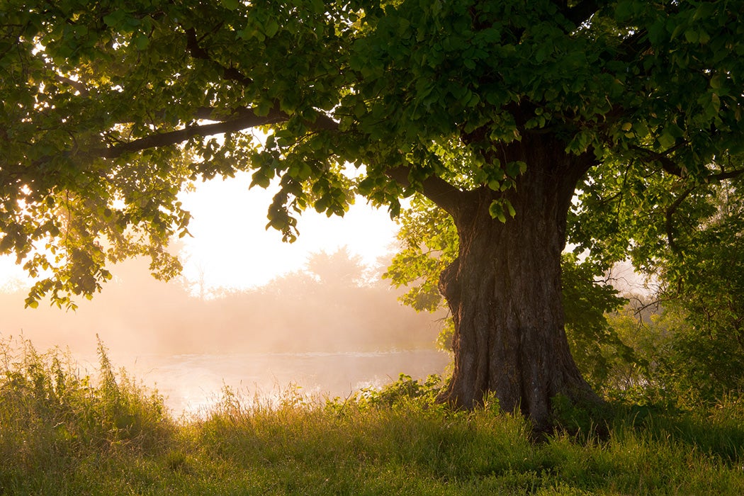 Oak tree