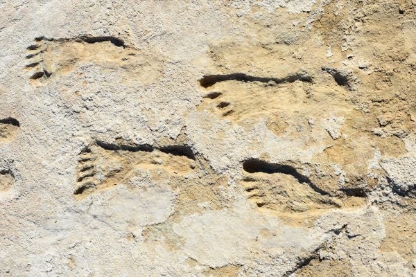 Ancient human footprints found at White Sands National Park in New Mexico