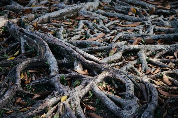 Roots and leaves