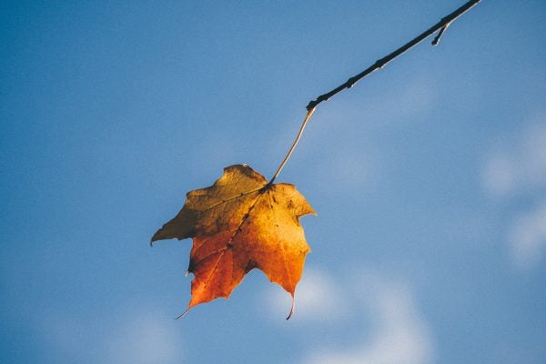 An autumn leaf on a branch