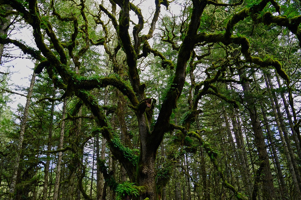 A green Oregon Oak covered in moss with many branches