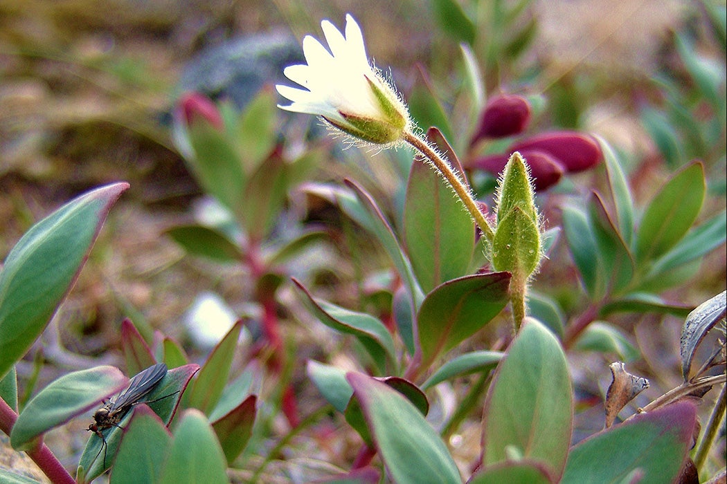 Alpine Chickweed