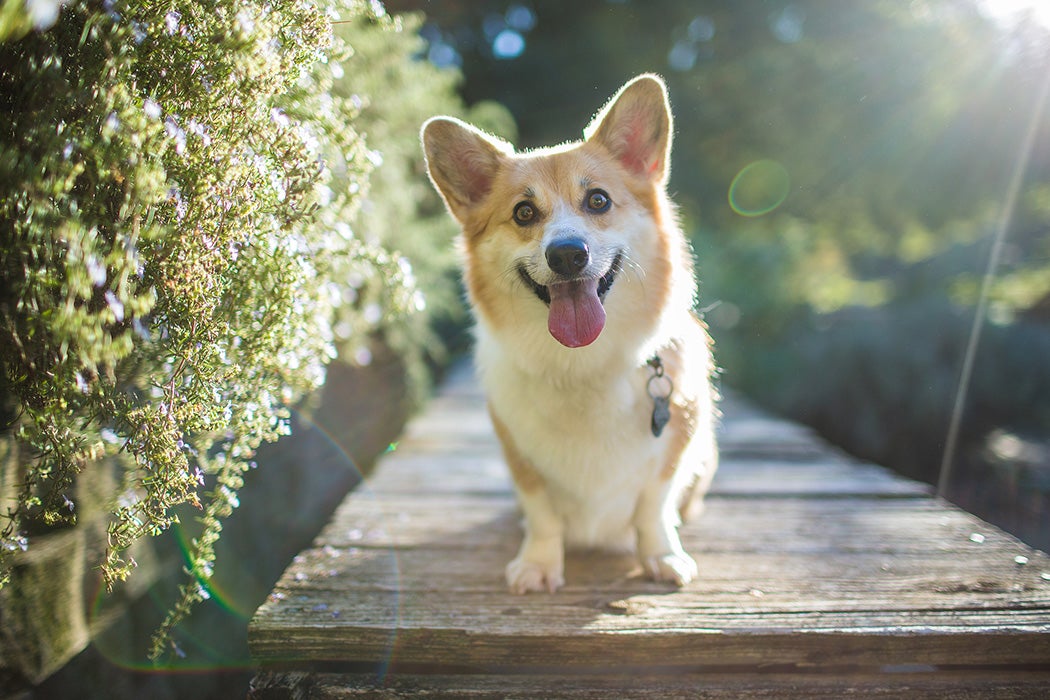 A pembroke welsh corgi