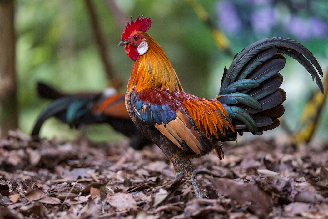 red junglefowl