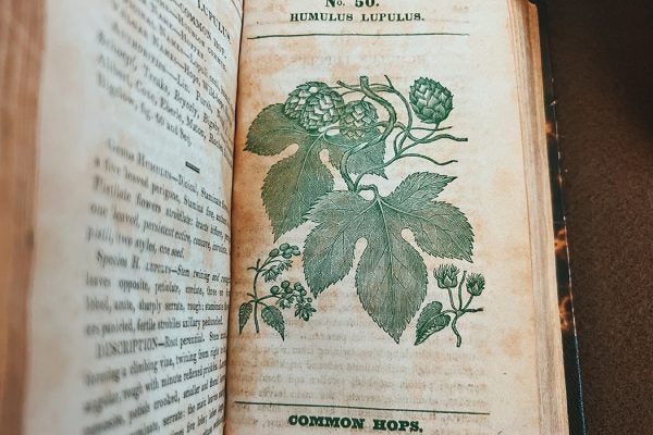 Humulus Lupulus No. 50 Common Hops, C. S. Rafinesque, Medical flora, 1828-1830. Rare Book Collection, Dumbarton Oaks Research Library and Collection.