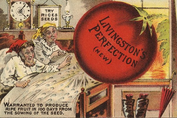 A 19th century advertisement for tomato seeds