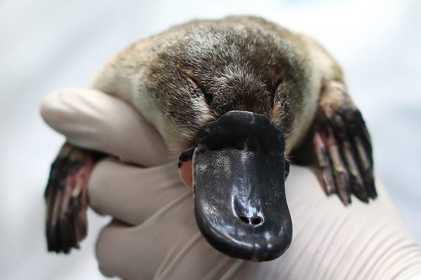 A platypus receives a health check at Taronga Zoo on June 09, 2021 in Sydney, Australia