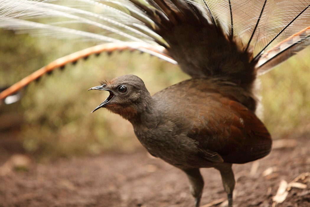 Lyrebird