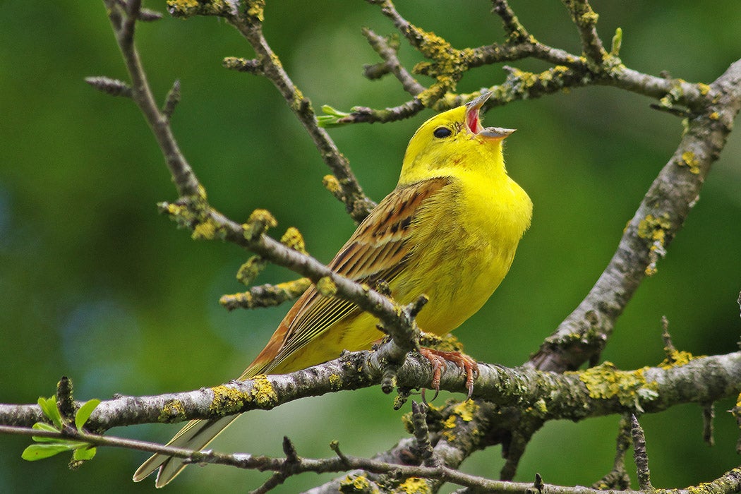 A male Yellowhammer [Emberiza citrinella] perched on a branch singing