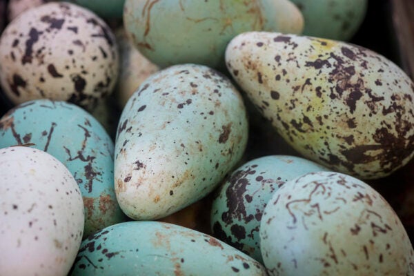 Eggs of Common guillemot (Uria aalge), delicatessen, Reykjavik, Iceland