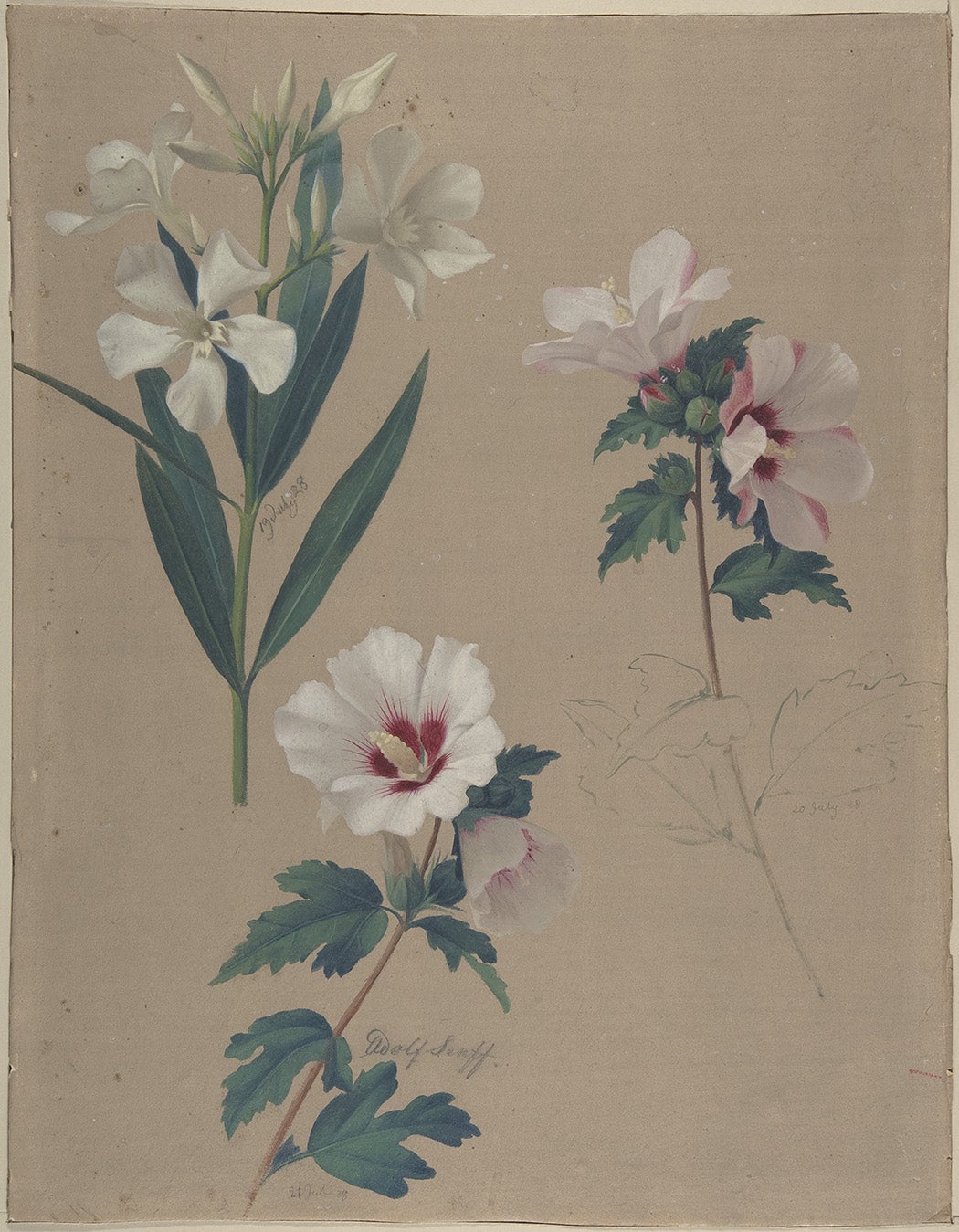 Study of Hibiscus Plants by Adolf Senff