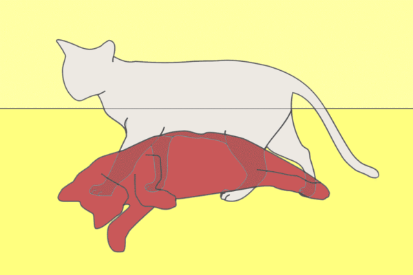 An animation of a cat that shifts between the cat being alive and the cat being dead