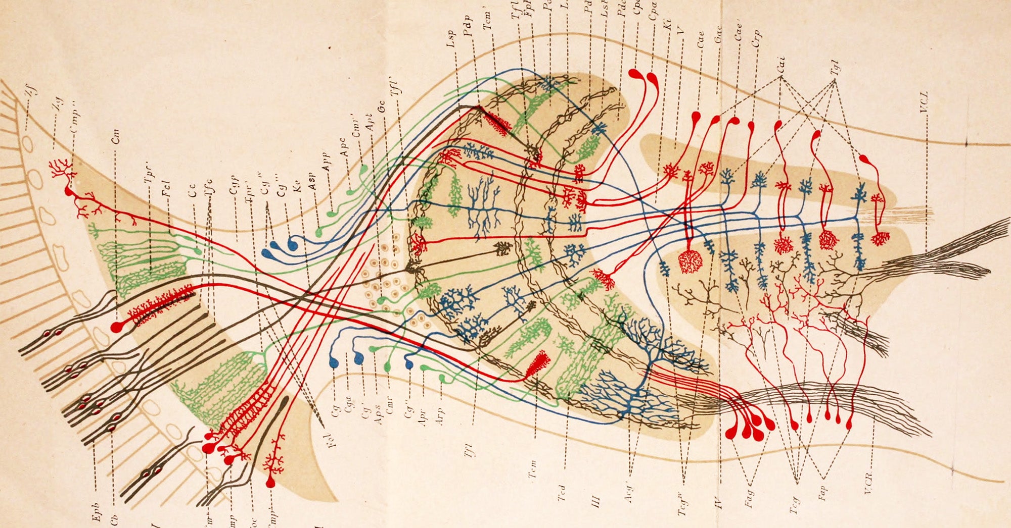 Contribution to the knowledge of the nerve centers of insects by Cajal