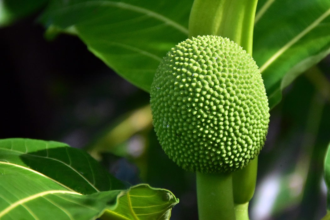 Breadfruit