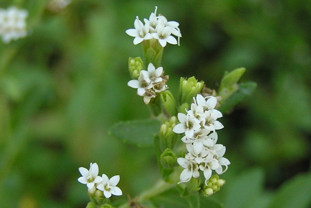 Stevia rebaudiana