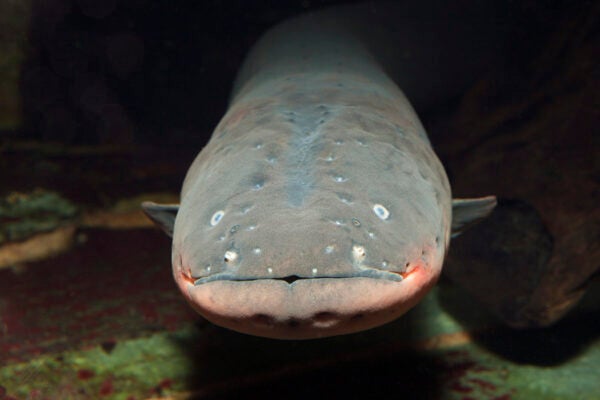 Electric Eel, Electrophorus electricus, Venezuela