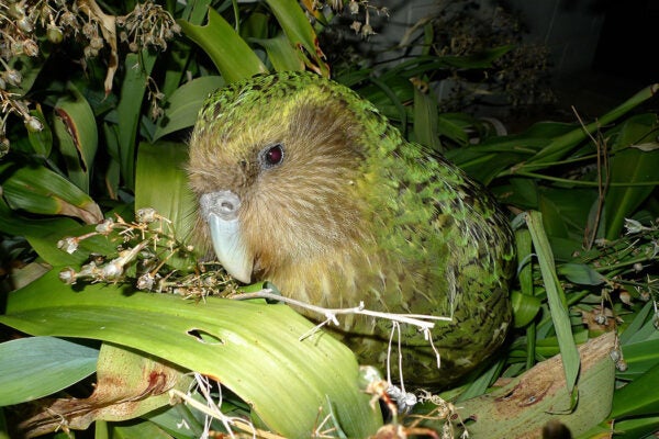 A Kākāpō in New Zealand