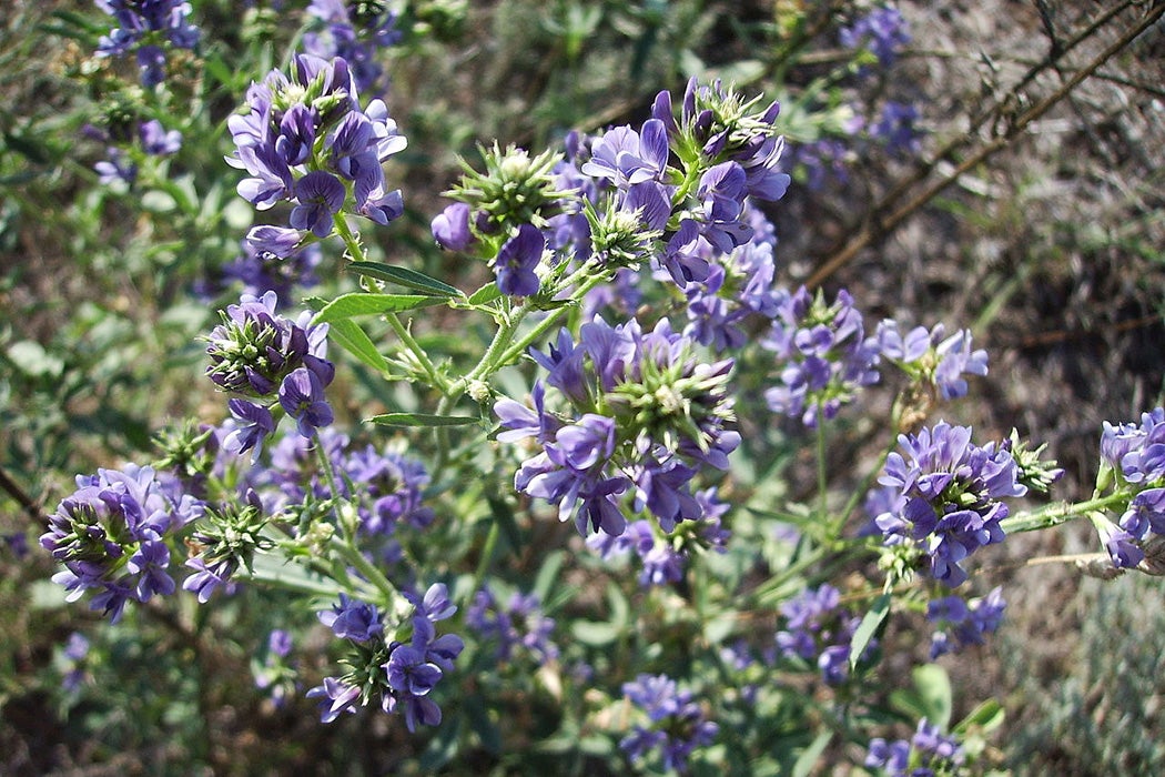 Medicago sativa