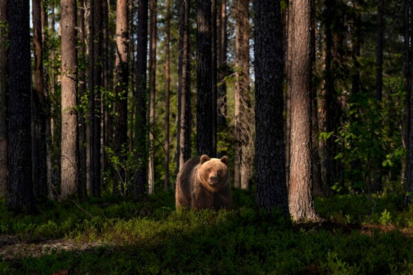 A bear in the forest