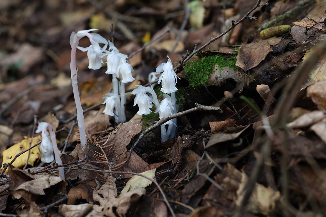 Monotropa uniflora in bloom by Nichole Ouellette