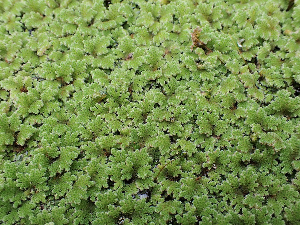 Azolla filiculoides grows in scalloped layers over a pond.