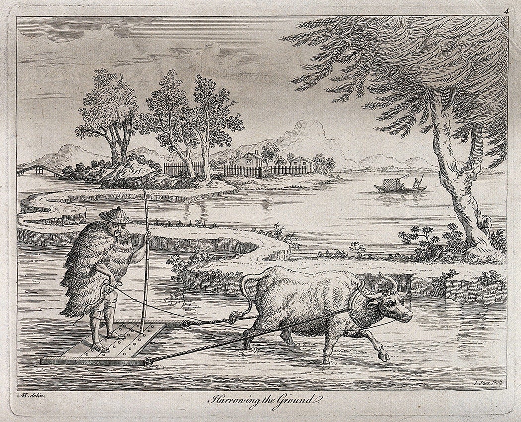 The preparation of rice paddies in China with an ox-drawn plough. Engraving by J. June, c. 1770, after A. Heckel.