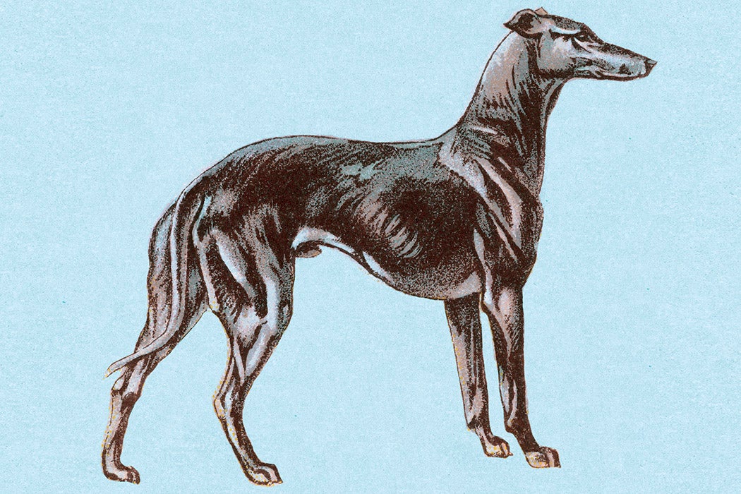 An illustration of a Greyhound