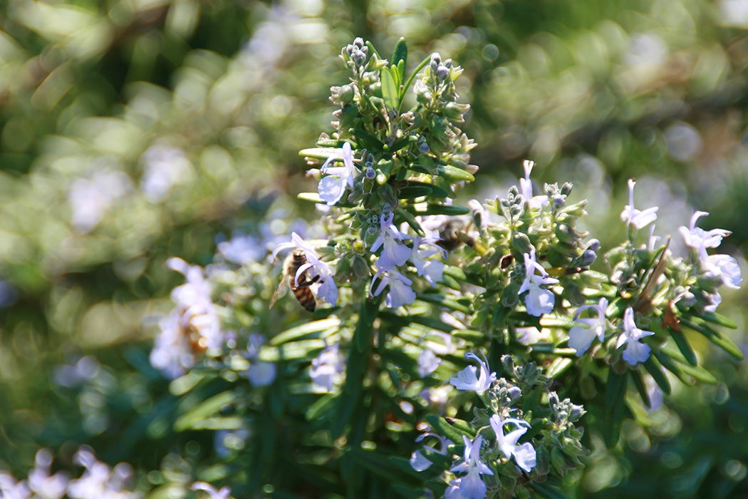 Rosemary (Salvia rosmarinus) in bloom. Flowers can be pale blue, pink, purple, or white.