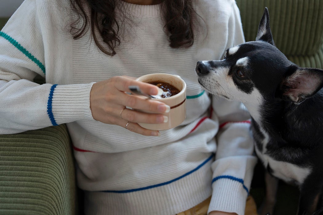 A dog smelling a mug of fruit soup