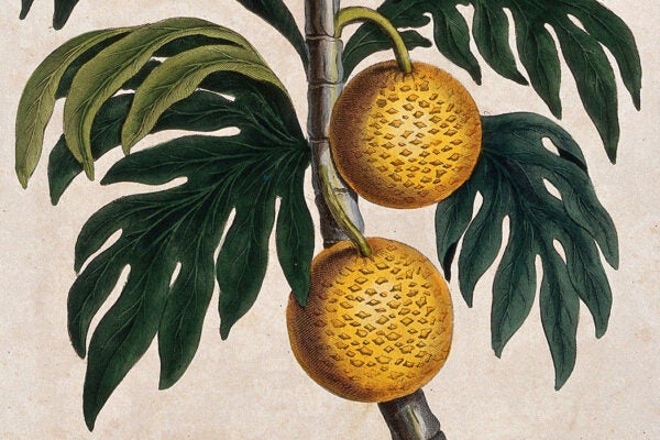 Breadfruit (Artocarpus altilis): fruiting branch. Coloured etching by J. Pass, c. 1796, after J. Ihle.