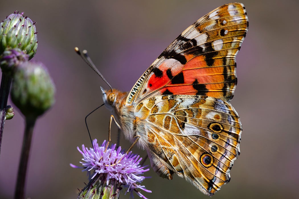 Vanessa cardui