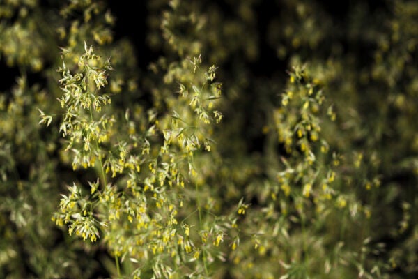 Close-up of wild cereal grass (Poa annua) blooming over dark background