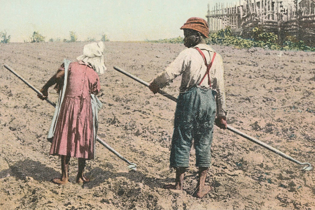 A postcard depicting the first hoeing of cotton