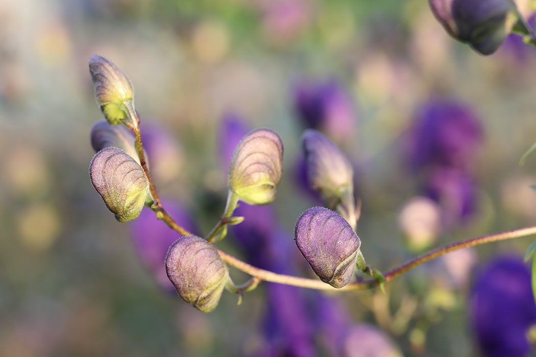 Aconitum napellus